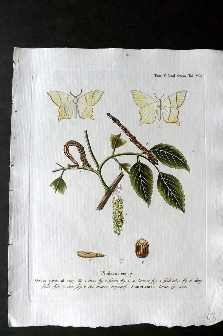 Esper, Eugenius C1790 Hand Col Moth Print. Phalaen. Europ 08: Hand Colored Copper Plate Published 1776-1807, Stuttgart for "Die Schmetterlinge in Abbildungen nach der Natur mit Beschreibungen" by Eugenius Johann Christoph Esper. Paper Size: 11 x 8.5 inch (28 x 2