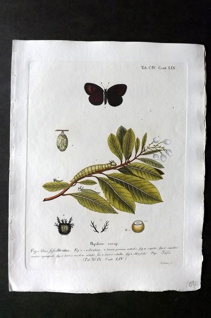 Esper, Eugenius C1790 Hand Col Butterfly Print. Papilion. Europ 59: Hand Colored Copper Plate Published 1776-1807, Stuttgart for "Die Schmetterlinge in Abbildungen nach der Natur mit Beschreibungen" by Eugenius Johann Christoph Esper. Paper Size: 11 x 8.5 inch (28 x 2