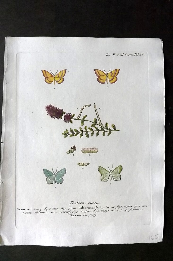 Esper, Eugenius C1790 Hand Col Moth Print. Phalaen. Europ 04: Hand Colored Copper Plate Published 1776-1807, Stuttgart for "Die Schmetterlinge in Abbildungen nach der Natur mit Beschreibungen" by Eugenius Johann Christoph Esper. Paper Size: 11 x 8.5 inch (28 x 2