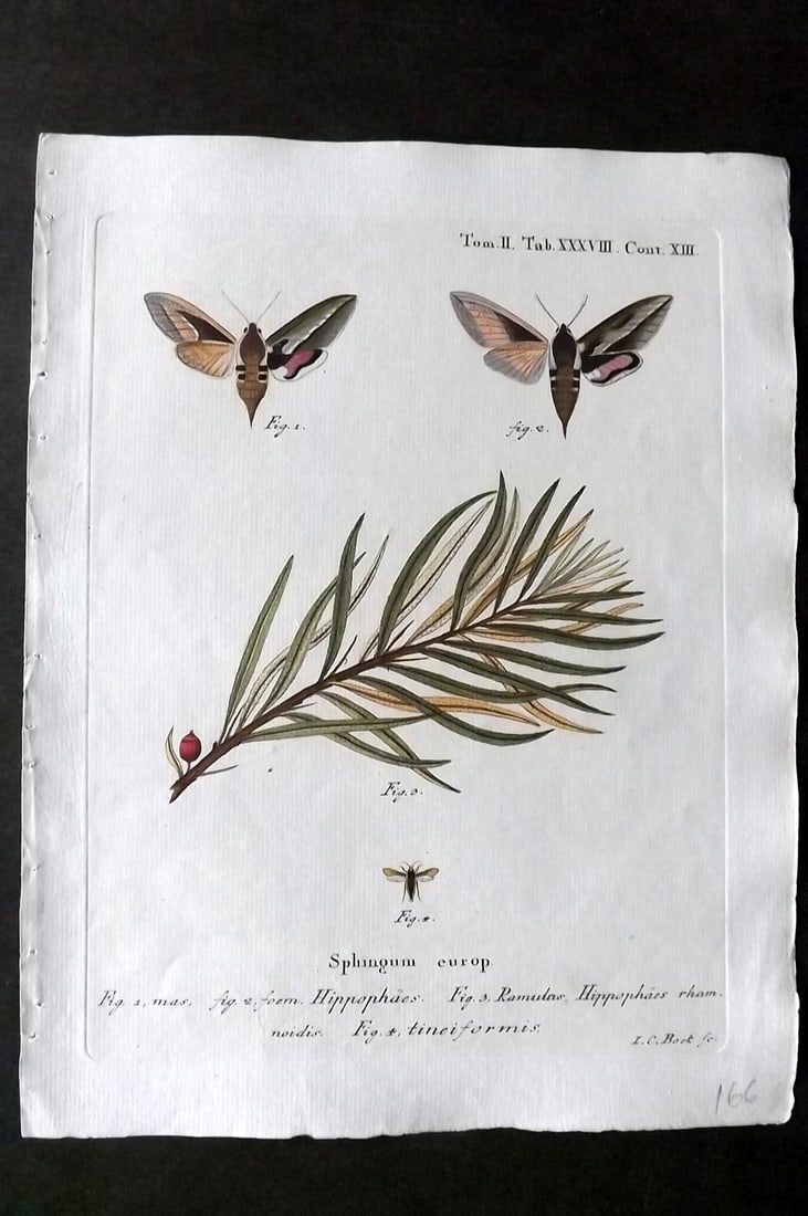 Esper, Eugenius C1790 Hand Col Moth Print. Sphingum Europ 37: Hand Colored Copper Plate Published 1776-1807, Stuttgart for "Die Schmetterlinge in Abbildungen nach der Natur mit Beschreibungen" by Eugenius Johann Christoph Esper. Paper Size: 11 x 8.5 inch (28 x 2