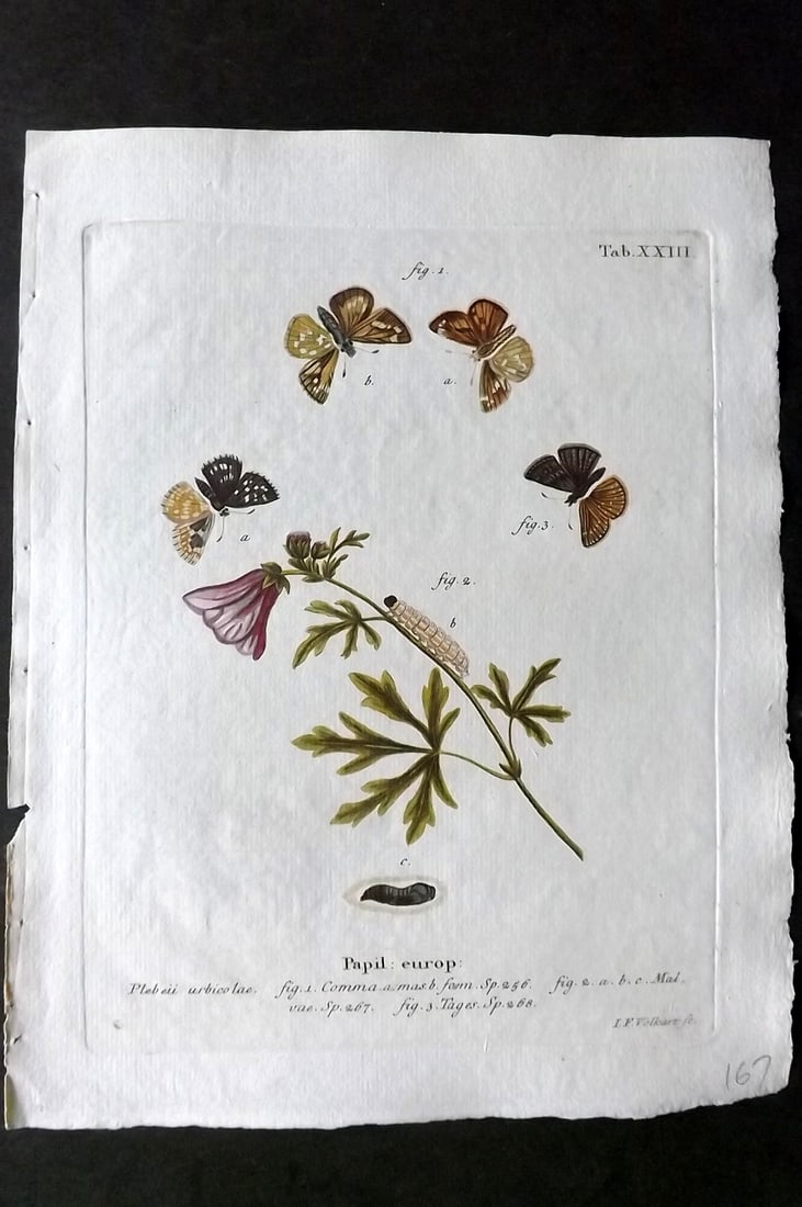Esper, Eugenius C1790 Hand Col Butterfly Print. Papil. Europ 23: Hand Colored Copper Plate Published 1776-1807, Stuttgart for "Die Schmetterlinge in Abbildungen nach der Natur mit Beschreibungen" by Eugenius Johann Christoph Esper. Paper Size: 11 x 8.5 inch (28 x 2