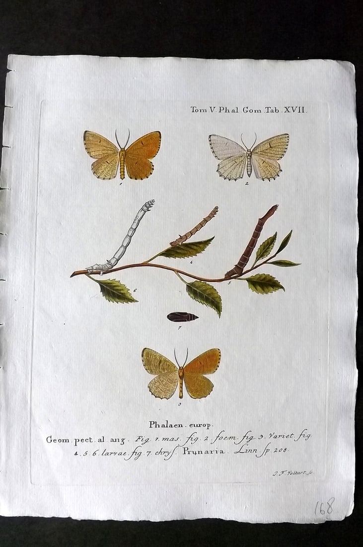 Esper, Eugenius C1790 Hand Col Moth Print. Phalaen. Europ 17: Hand Colored Copper Plate Published 1776-1807, Stuttgart for "Die Schmetterlinge in Abbildungen nach der Natur mit Beschreibungen" by Eugenius Johann Christoph Esper. Paper Size: 11 x 8.5 inch (28 x 2