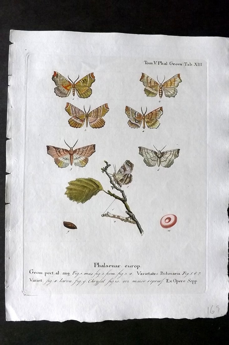 Esper, Eugenius C1790 Hand Col Moth Print. Phalaen. Europ 13: Hand Colored Copper Plate Published 1776-1807, Stuttgart for "Die Schmetterlinge in Abbildungen nach der Natur mit Beschreibungen" by Eugenius Johann Christoph Esper. Paper Size: 11 x 8.5 inch (28 x 2