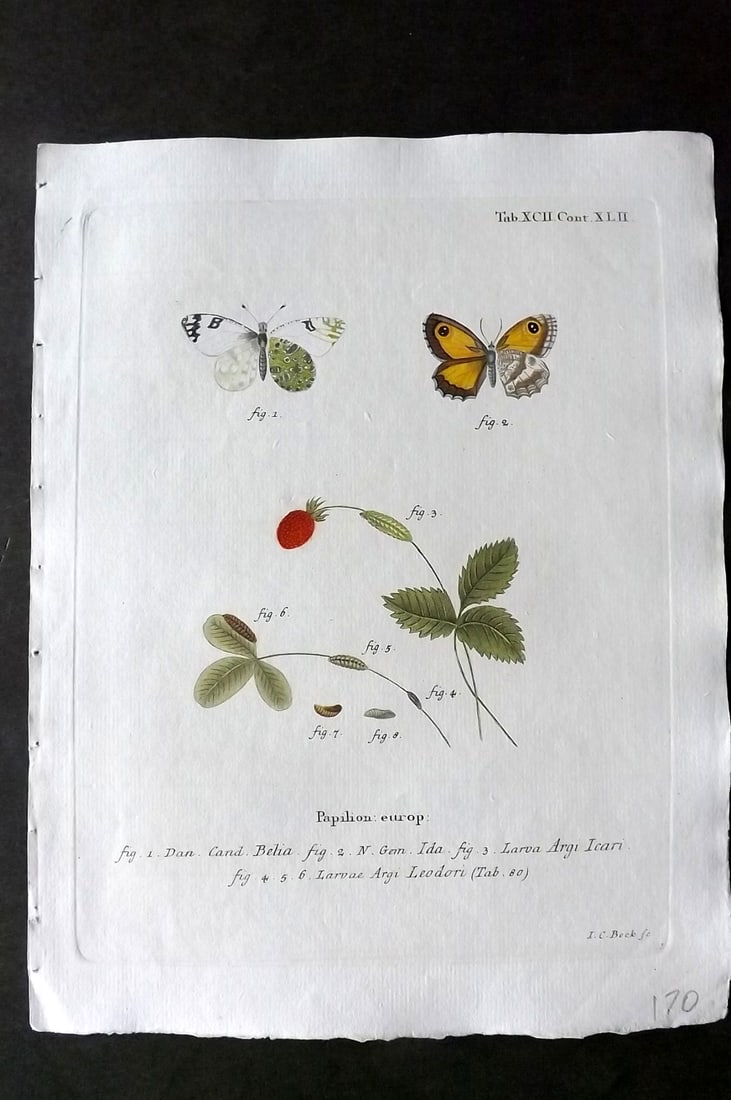Esper, Eugenius C1790 Hand Col Moth Print. Phalaen. Europ 92: Hand Colored Copper Plate Published 1776-1807, Stuttgart for "Die Schmetterlinge in Abbildungen nach der Natur mit Beschreibungen" by Eugenius Johann Christoph Esper. Paper Size: 11 x 8.5 inch (28 x 2
