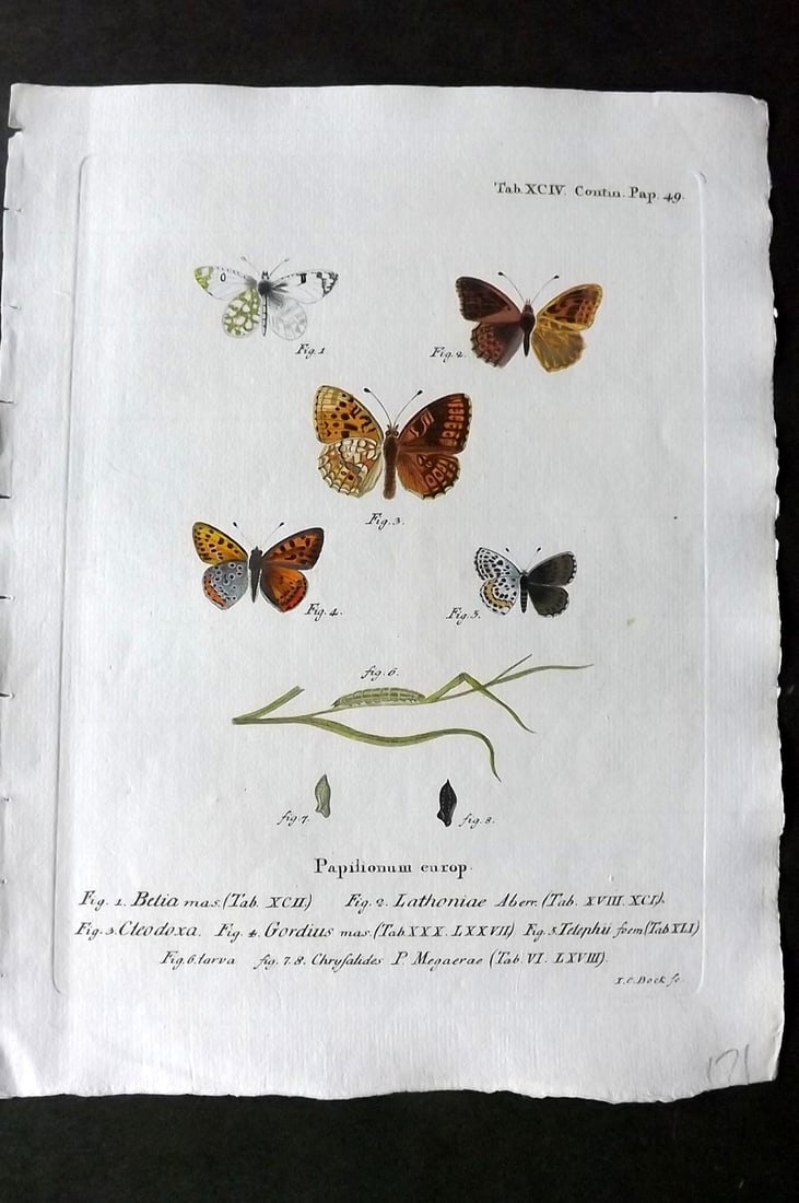 Esper, Eugenius C1790 Hand Col Butterfly Print. Papilionum Europ. 94: Hand Colored Copper Plate Published 1776-1807, Stuttgart for "Die Schmetterlinge in Abbildungen nach der Natur mit Beschreibungen" by Eugenius Johann Christoph Esper. Paper Size: 11 x 8.5 inch (28 x 2
