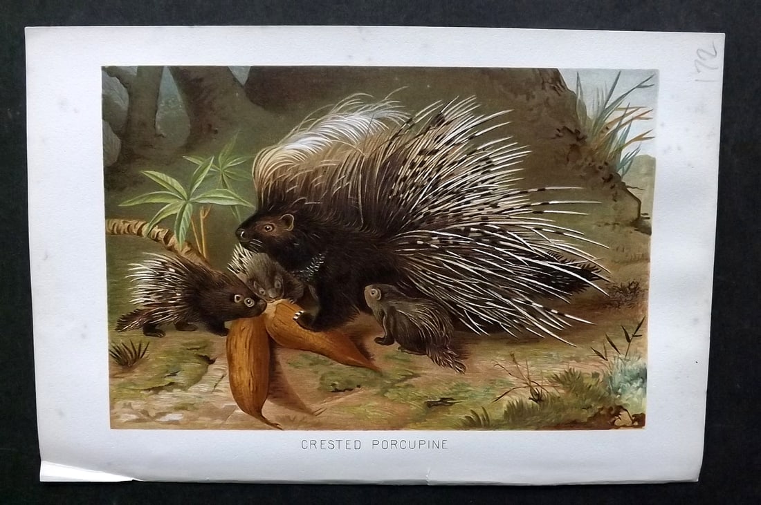 Lydekker, Richard 1896 Antique Print. Porcupine: Chromolithograph Published 1894-96, London for "The Royal Natural History" by Richard Lydekker. Illustrated by Smit, Keulemans, Wolf and others. Paper Size: 10 x 6.5 inch (25 x 16.5cm) Very minor marg