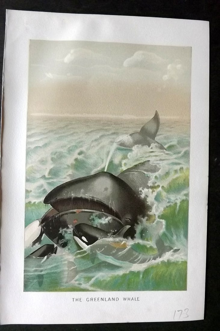 Lydekker, Richard 1896 Antique Print. Greenland Whale: Chromolithograph Published 1894-96, London for "The Royal Natural History" by Richard Lydekker. Illustrated by Smit, Keulemans, Wolf and others. Paper Size: 10 x 6.5 inch (25 x 16.5cm) Good Condition