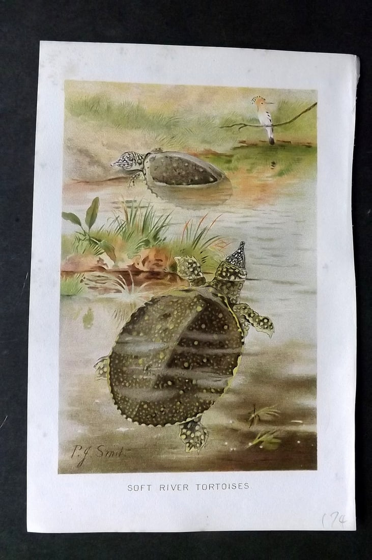 Lydekker, Richard 1896 Antique Print. Soft River Tortoise: Chromolithograph Published 1894-96, London for "The Royal Natural History" by Richard Lydekker. Illustrated by Smit, Keulemans, Wolf and others. Paper Size: 10 x 6.5 inch (25 x 16.5cm) Very minor marg