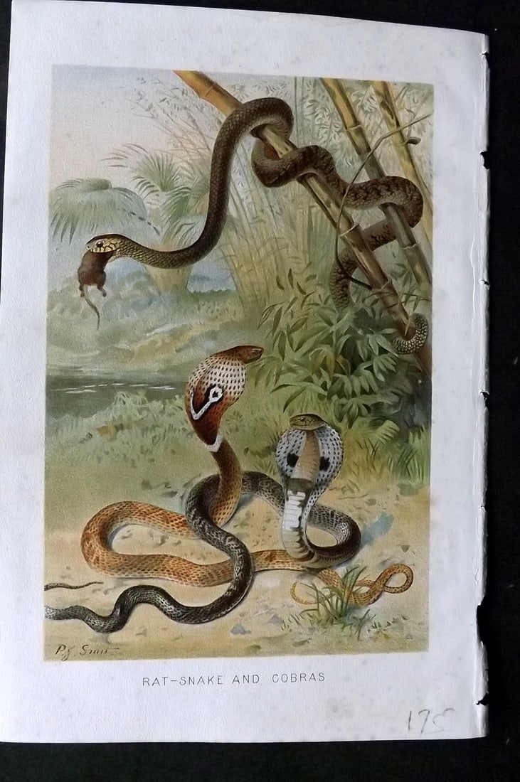 Lydekker, Richard 1896 Antique Print. Rat-Snake and Cobras (1 of 1)