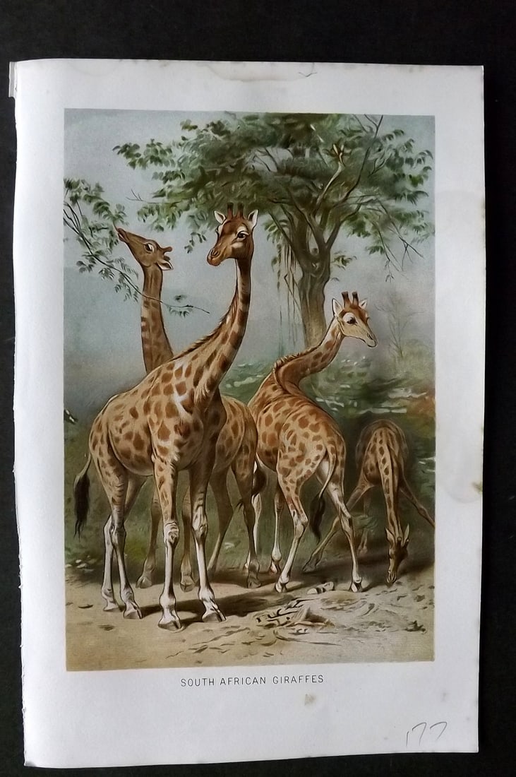 Lydekker, Richard 1896 Antique Print. South African Giraffes: Chromolithograph Published 1894-96, London for "The Royal Natural History" by Richard Lydekker. Illustrated by Smit, Keulemans, Wolf and others. Paper Size: 10 x 6.5 inch (25 x 16.5cm) Very minor marg