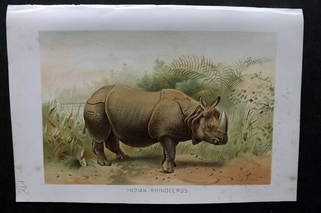 Lydekker, Richard 1896 Antique Print. Indian Rhinoceros Rhino: Chromolithograph Published 1894-96, London for "The Royal Natural History" by Richard Lydekker. Illustrated by Smit, Keulemans, Wolf and others. Paper Size: 10 x 6.5 inch (25 x 16.5cm) Good Condition