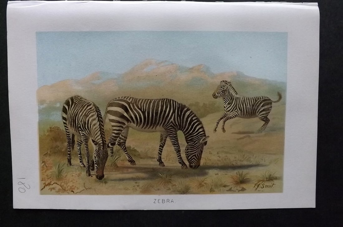 Lydekker, Richard 1896 Antique Print. Zebra (1 of 1)