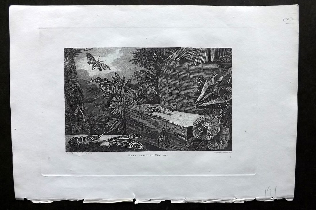 Polehampton, Edward 1823 Print. Bees, Lanthorn Fly (1 of 1)
