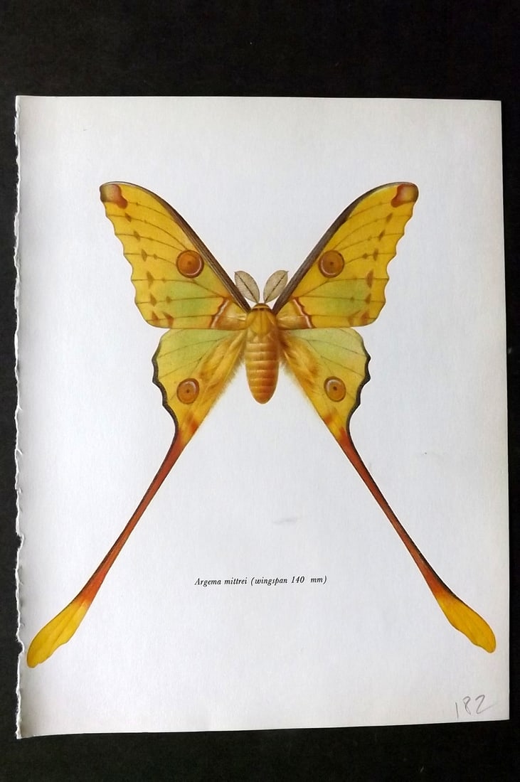 Prochazka, Frantisek 1966 Vintage Moth Print. Tailed Comet Moth (1 of 1)