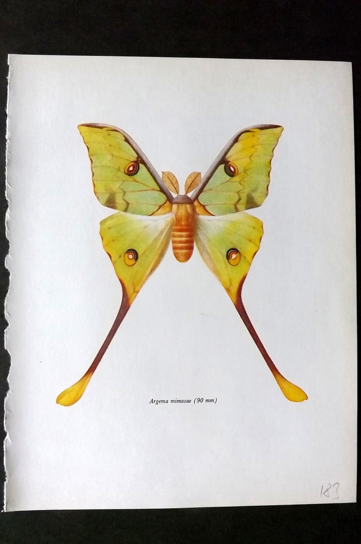 Prochazka, Frantisek 1966 Vintage Moth Print. Lesser Tailed Comet Moth (1 of 1)