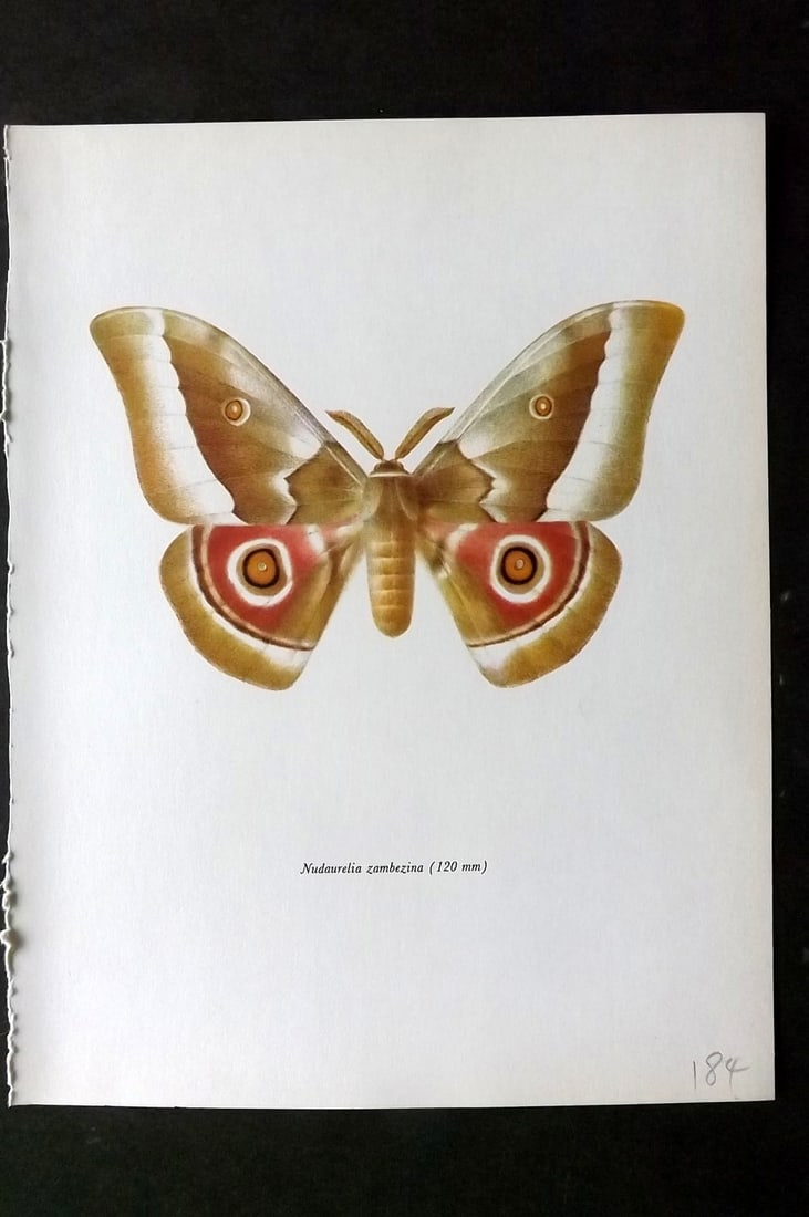 Prochazka, Frantisek 1966 Vintage Moth Print. Nudaurelia Zambezina Walker: Vintage Offset Lithograph Published 1966, London for "Beautiful Moths" by J. Moucha. Illustrated by Frantisek Prochazka. Descriptive text to verso, but this relates to the adjacent plate. On nice wove