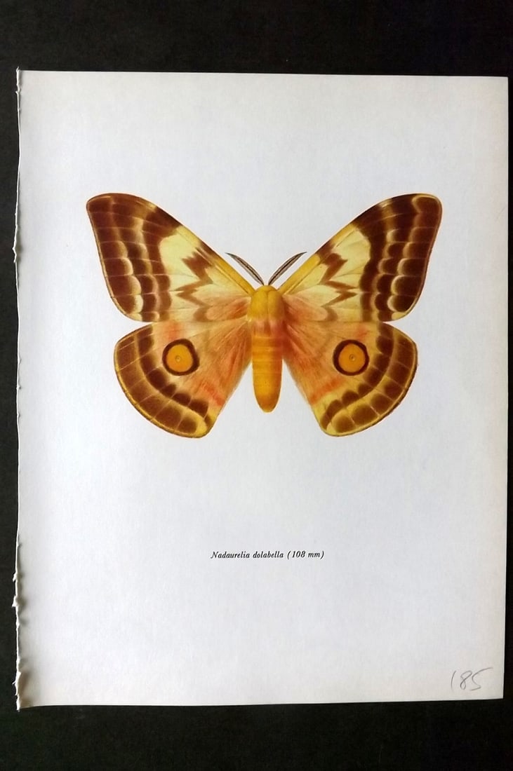 Prochazka, Frantisek 1966 Vintage Moth Print. Nudaurelia Dolabella Doncaster (1 of 1)