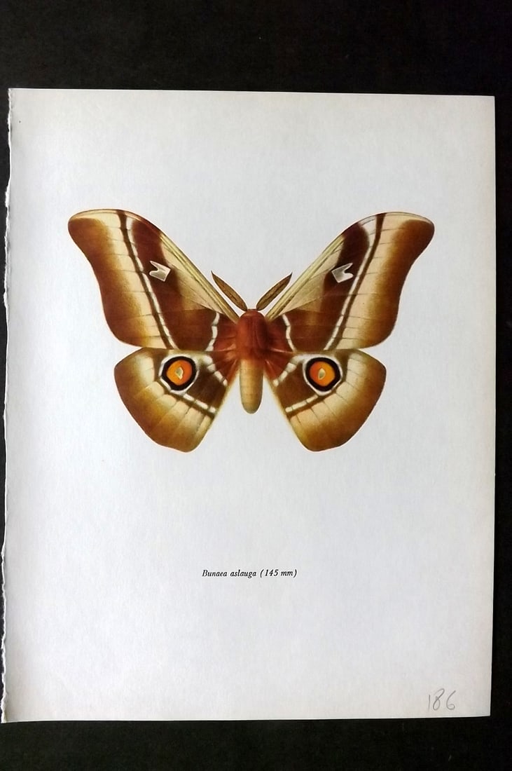 Prochazka, Frantisek 1966 Vintage Moth Print. Bunaea Aslauga Kirby: Vintage Offset Lithograph Published 1966, London for "Beautiful Moths" by J. Moucha. Illustrated by Frantisek Prochazka. Descriptive text to verso, but this relates to the adjacent plate. On nice wove