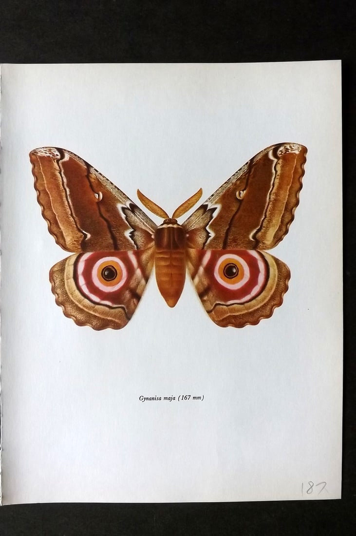 Prochazka, Frantisek 1966 Vintage Moth Print. Gymnasia Maja Klug (1 of 1)