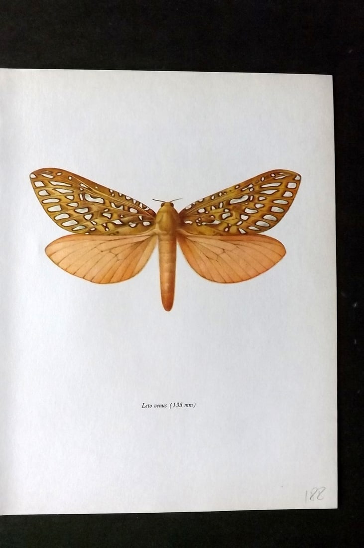 Prochazka, Frantisek 1966 Vintage Moth Print. Leto Venus Stoll (1 of 1)