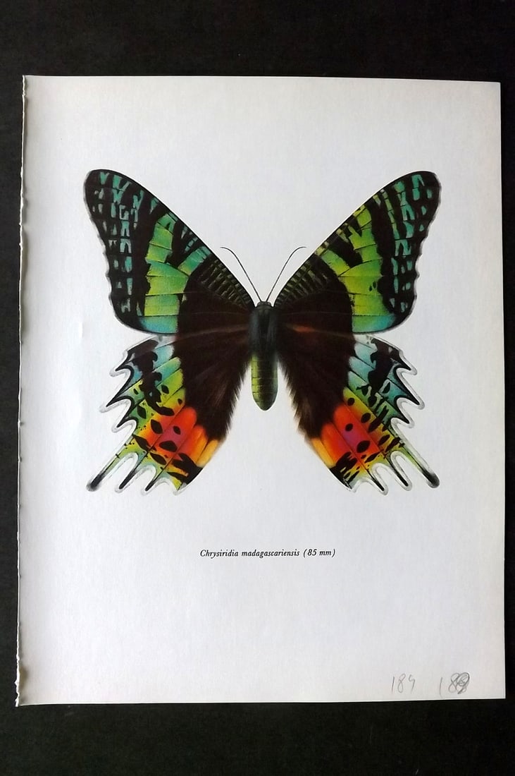 Prochazka, Frantisek 1966 Vintage Moth Print. Chrysiridia Madagascariensis Less (1 of 1)