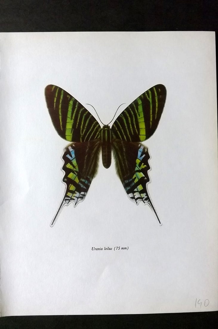Prochazka, Frantisek 1966 Vintage Moth Print. Urania Leilus Linne: Vintage Offset Lithograph Published 1966, London for "Beautiful Moths" by J. Moucha. Illustrated by Frantisek Prochazka. Descriptive text to verso, but this relates to the adjacent plate. On nice wove