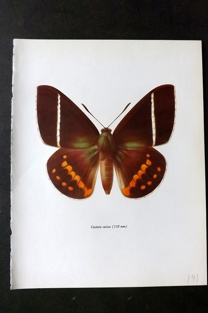 Prochazka, Frantisek 1966 Vintage Moth Print. Castnia Cacica: Vintage Offset Lithograph Published 1966, London for "Beautiful Moths" by J. Moucha. Illustrated by Frantisek Prochazka. Descriptive text to verso, but this relates to the adjacent plate. On nice wove