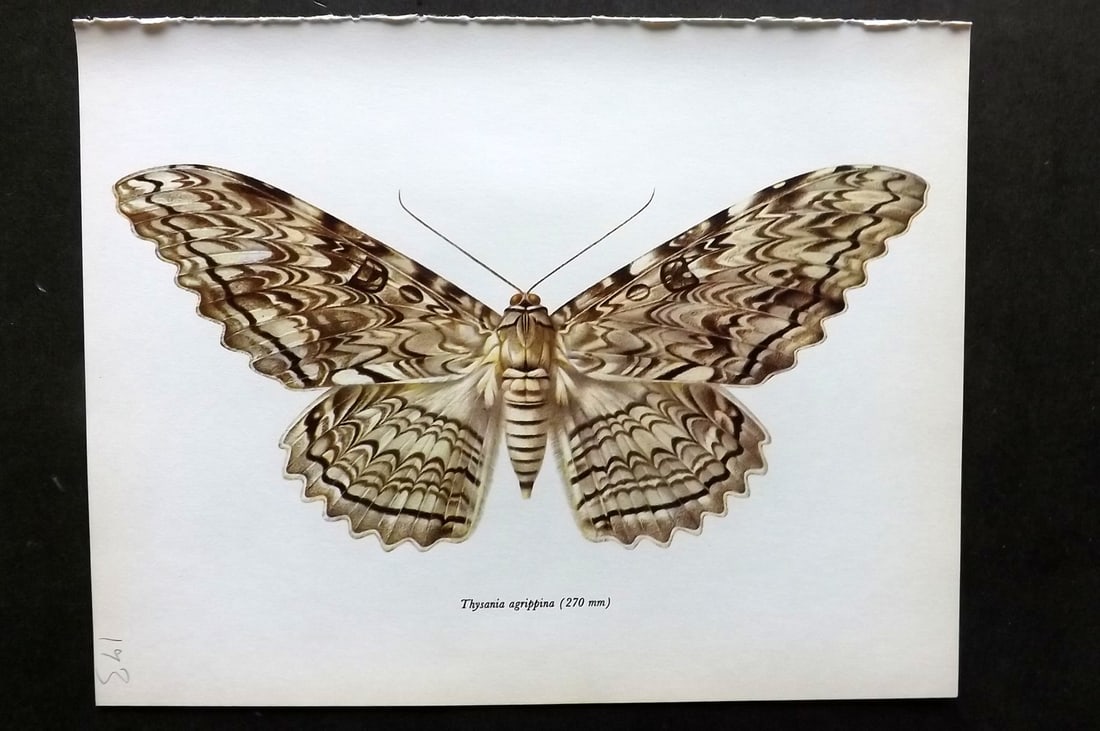 Prochazka, Frantisek 1966 Vintage Moth Print. Thysania Agrippina (1 of 1)