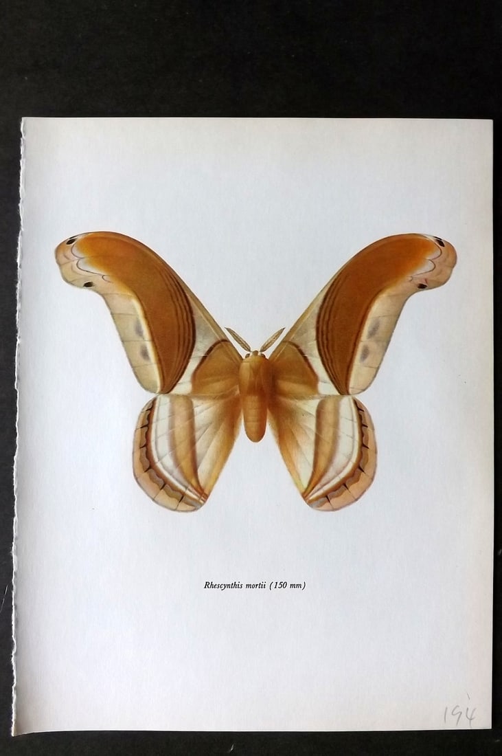Prochazka, Frantisek 1966 Vintage Moth Print. Rhescynthis Mortii Petry (1 of 1)