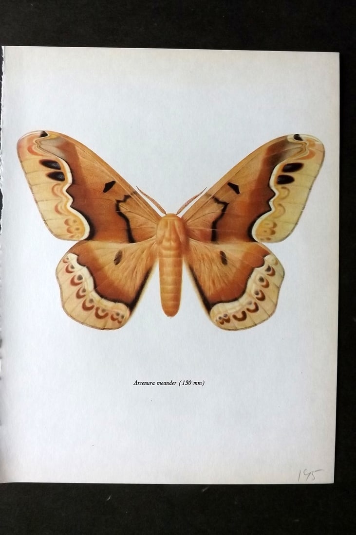 Prochazka, Frantisek 1966 Vintage Moth Print. Arsenura Meander Walker (1 of 1)