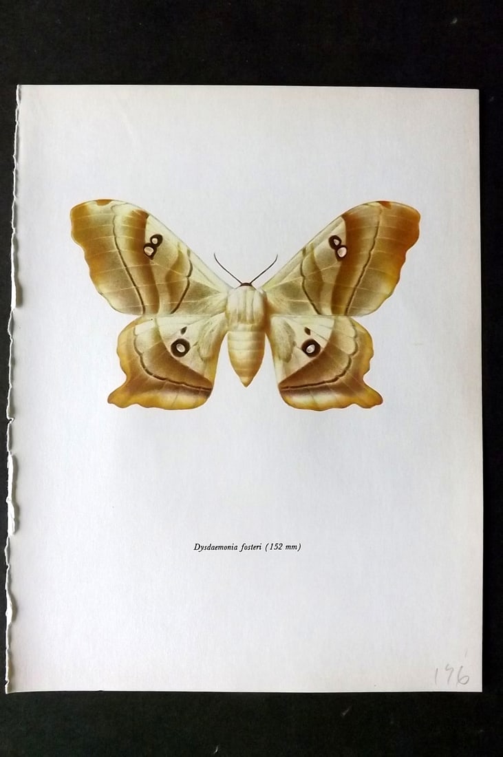 Prochazka, Frantisek 1966 Vintage Moth Print. Dysdaemonia Fosteri Rothschild: Vintage Offset Lithograph Published 1966, London for "Beautiful Moths" by J. Moucha. Illustrated by Frantisek Prochazka. Descriptive text to verso, but this relates to the adjacent plate. On nice wove