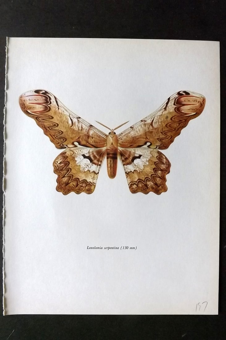 Prochazka, Frantisek 1966 Vintage Moth Print. Loxolomia Serpentina Maasen: Vintage Offset Lithograph Published 1966, London for "Beautiful Moths" by J. Moucha. Illustrated by Frantisek Prochazka. Descriptive text to verso, but this relates to the adjacent plate. On nice wove