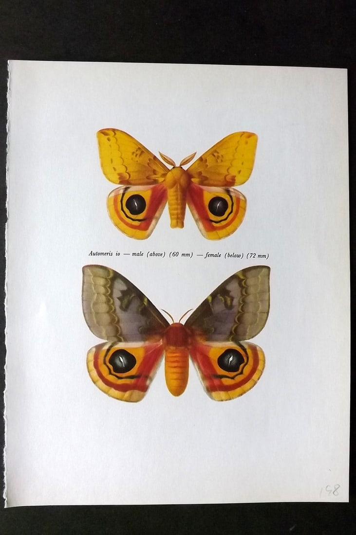 Prochazka, Frantisek 1966 Vintage Moth Print. The Io Moth (1 of 1)
