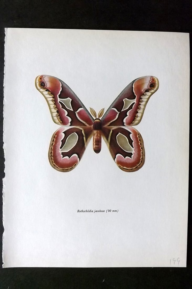 Prochazka, Frantisek 1966 Vintage Moth Print. Rothschildia Jacobeae Walker (1 of 1)