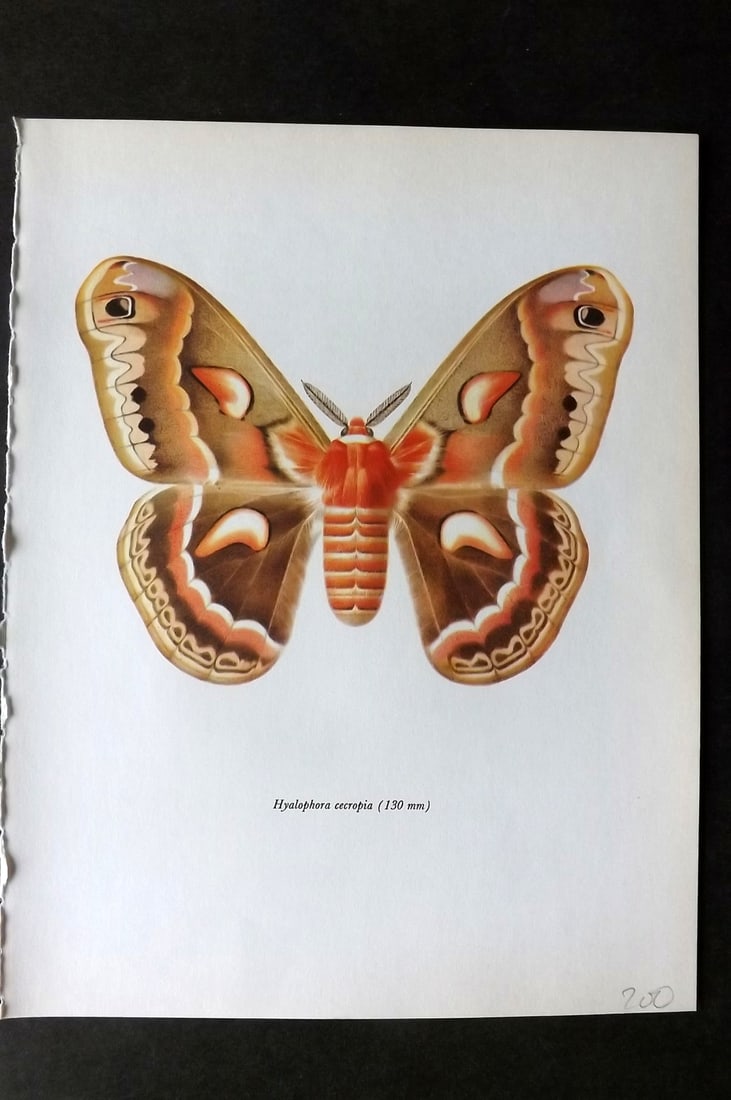 Prochazka, Frantisek 1966 Vintage Moth Print. Cecropia Moth (1 of 1)