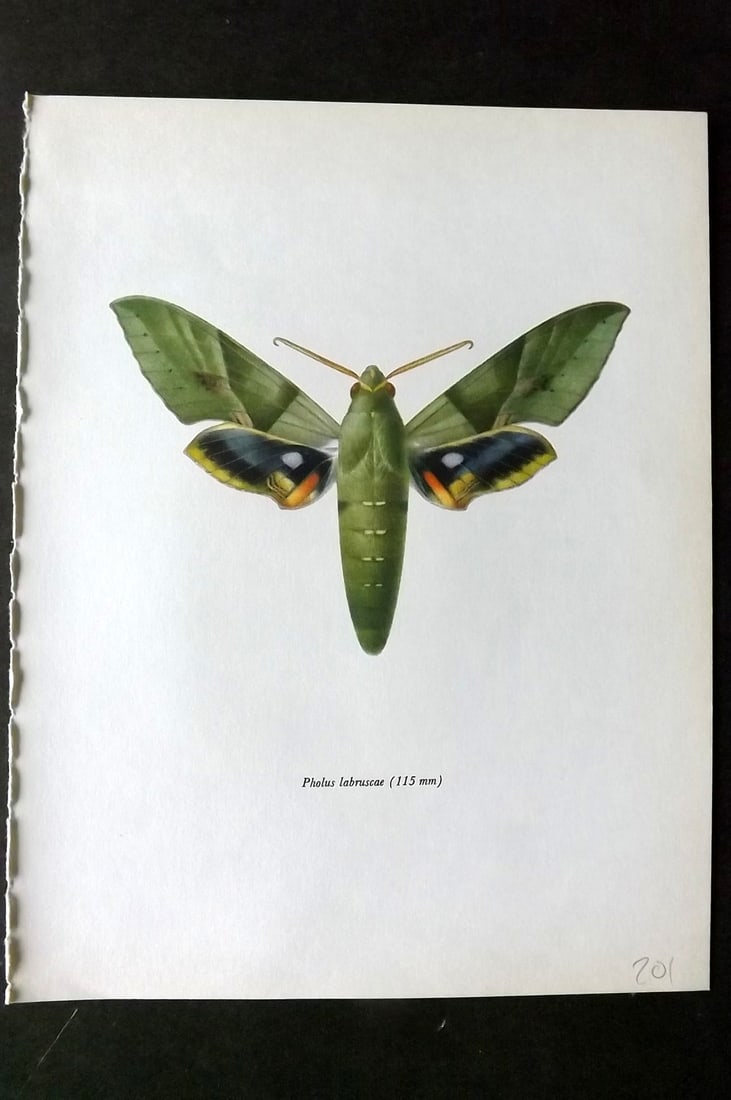 Prochazka, Frantisek 1966 Vintage Moth Print. Gaudy Sphinx: Vintage Offset Lithograph Published 1966, London for "Beautiful Moths" by J. Moucha. Illustrated by Frantisek Prochazka. Descriptive text to verso, but this relates to the adjacent plate. On nice wove