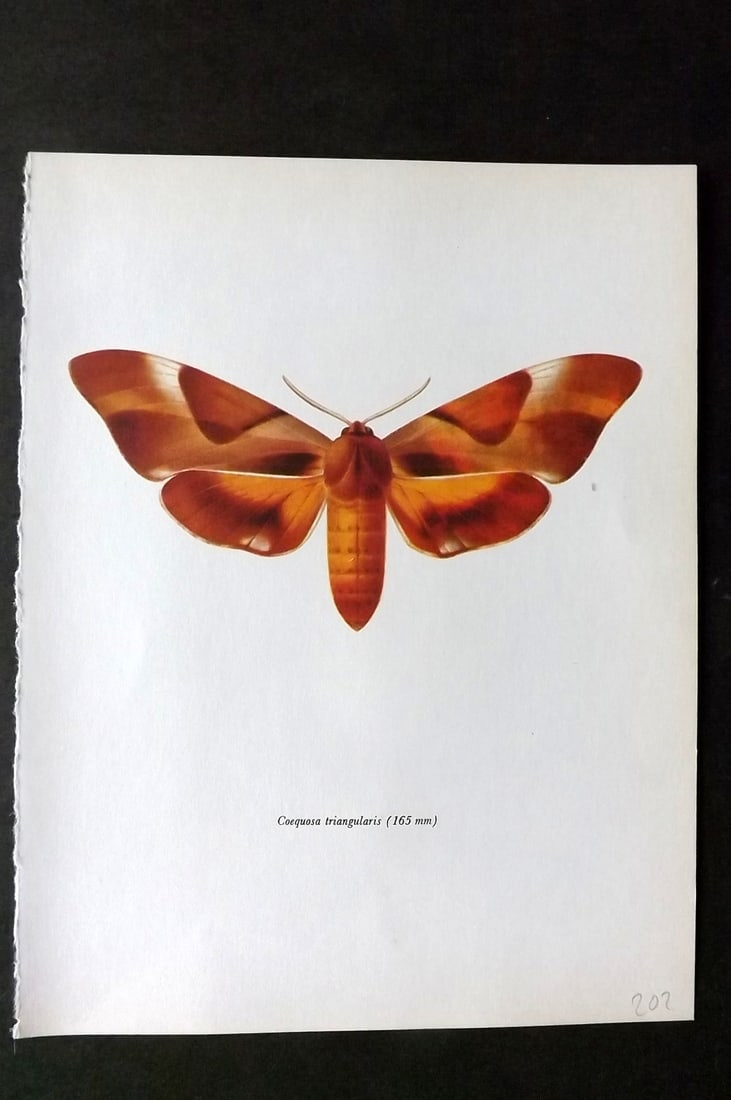 Prochazka, Frantisek 1966 Vintage Moth Print. Coequosa Triangularis Donovan: Vintage Offset Lithograph Published 1966, London for "Beautiful Moths" by J. Moucha. Illustrated by Frantisek Prochazka. Descriptive text to verso, but this relates to the adjacent plate. On nice wove