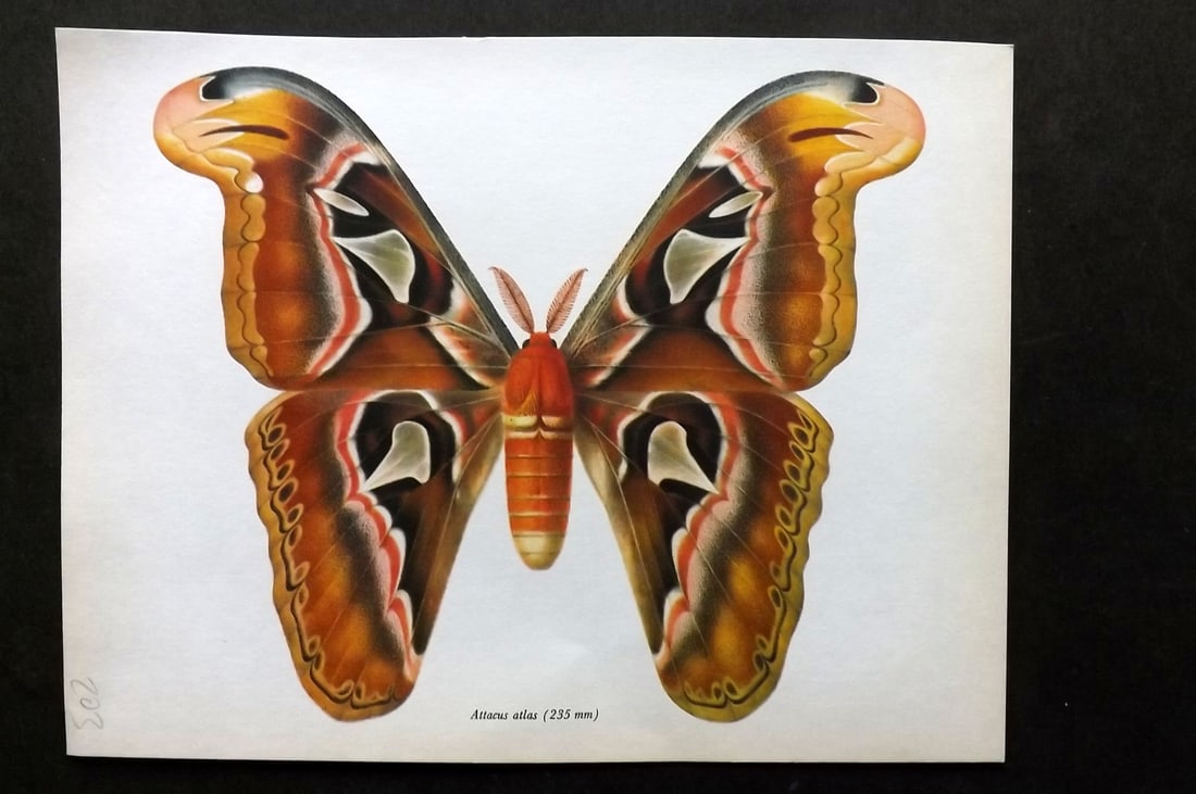 Prochazka, Frantisek 1966 Vintage Moth Print. Atlas Moth (1 of 1)