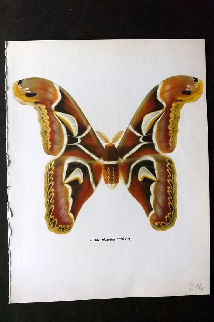 Prochazka, Frantisek 1966 Vintage Moth Print. Edward Atlas Moth: Vintage Offset Lithograph Published 1966, London for "Beautiful Moths" by J. Moucha. Illustrated by Frantisek Prochazka. Descriptive text to verso, but this relates to the adjacent plate. On nice wove