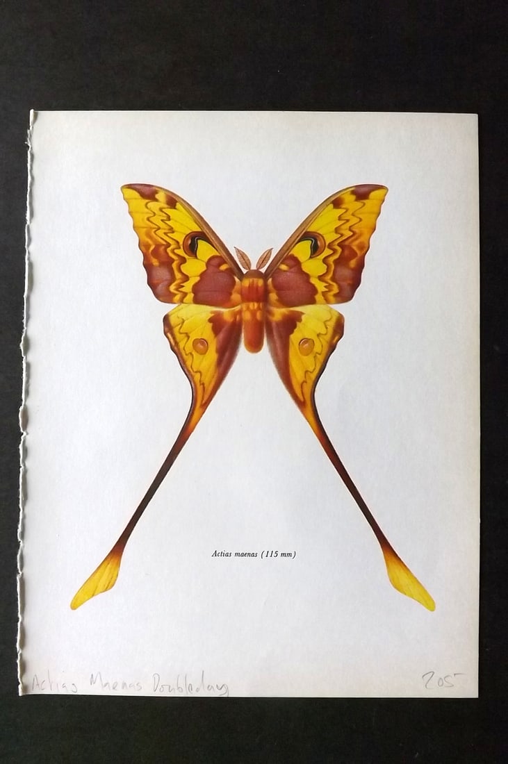 Prochazka, Frantisek 1966 Vintage Moth Print. Actias Maenas Doubleday (1 of 1)