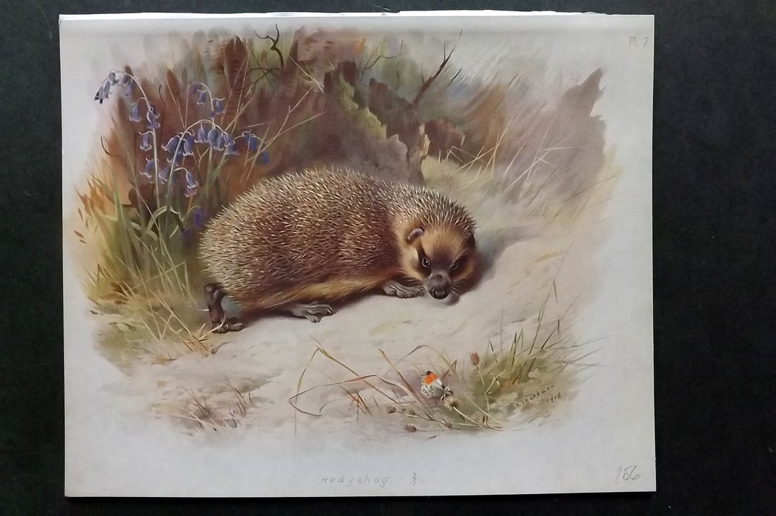 Thorburn, Archibald 1920 Folio Print. Hedgehog 07: Folio Chromolithograph Published 1920-21, London for "British Mammals" by Archibald Thorburn. On Heavy Stock Paper. Rare. This Edition Limited to 500 Copies. Paper Size: 12.5 x 10 inch (32 x 25cm) Ink