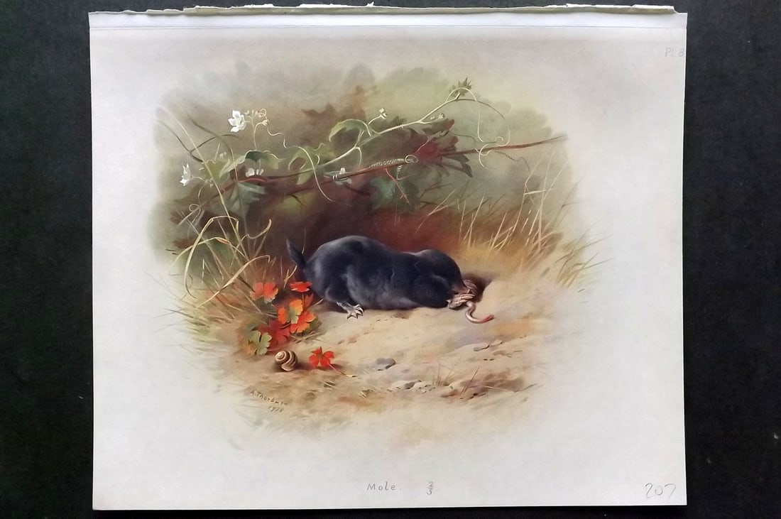 Thorburn, Archibald 1920 Folio Print. Mole 08: Folio Chromolithograph Published 1920-21, London for "British Mammals" by Archibald Thorburn. On Heavy Stock Paper. Rare. This Edition Limited to 500 Copies. Paper Size: 12.5 x 10 inch (32 x 25cm) Ink