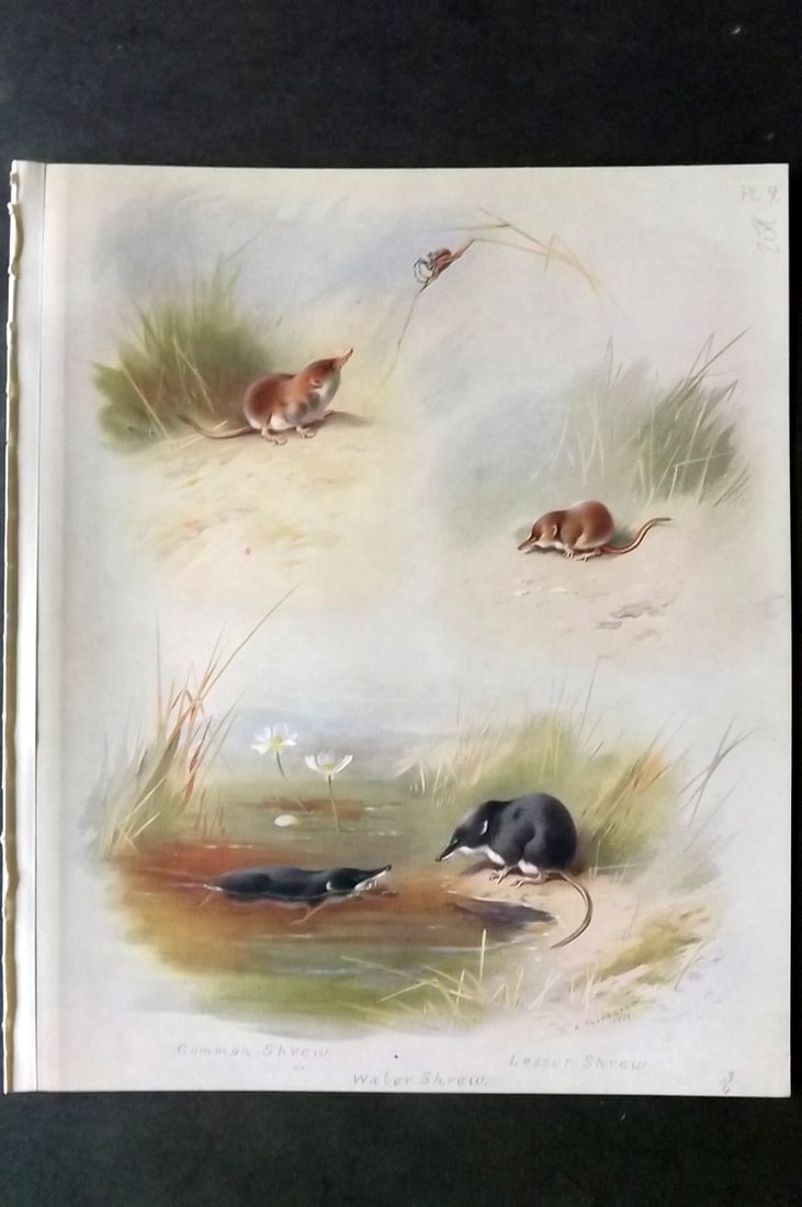 Thorburn, Archibald 1920 Folio Print. Common Shrew, Lesser Shrew, Water Shrew 09: Folio Chromolithograph Published 1920-21, London for "British Mammals" by Archibald Thorburn. On Heavy Stock Paper. Rare. This Edition Limited to 500 Copies. Paper Size: 12.5 x 10 inch (32 x 25cm) Ink