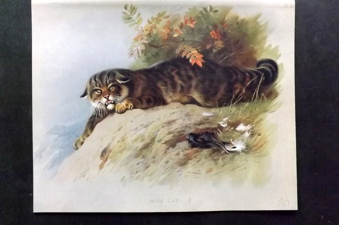Thorburn, Archibald 1920 Folio Print. Wild Cat 10: Folio Chromolithograph Published 1920-21, London for "British Mammals" by Archibald Thorburn. On Heavy Stock Paper. Rare. This Edition Limited to 500 Copies. Paper Size: 12.5 x 10 inch (32 x 25cm) Ink