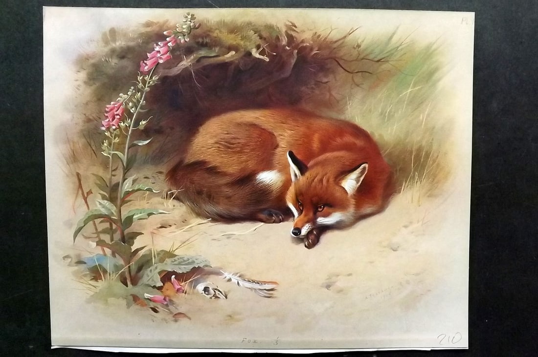 Thorburn, Archibald 1920 Folio Print. Fox 11: Folio Chromolithograph Published 1920-21, London for "British Mammals" by Archibald Thorburn. On Heavy Stock Paper. Rare. This Edition Limited to 500 Copies. Paper Size: 12.5 x 10 inch (32 x 25cm) Ink