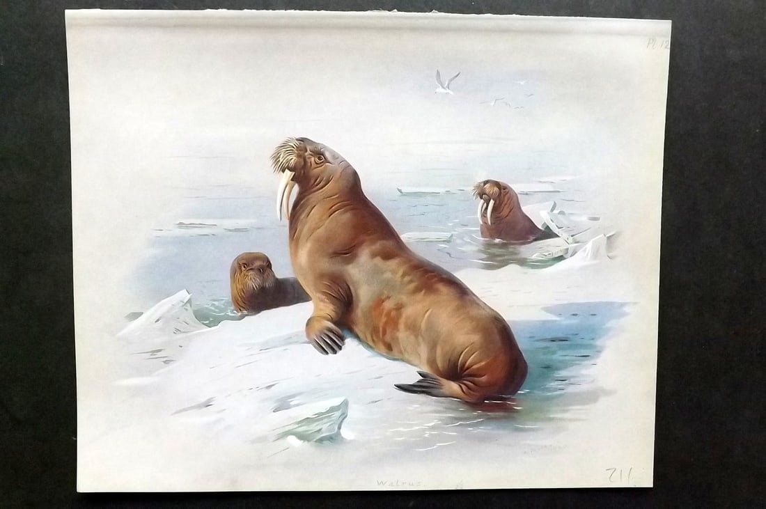 Thorburn, Archibald 1920 Folio Print. Walrus 12: Folio Chromolithograph Published 1920-21, London for "British Mammals" by Archibald Thorburn. On Heavy Stock Paper. Rare. This Edition Limited to 500 Copies. Paper Size: 12.5 x 10 inch (32 x 25cm) Ink