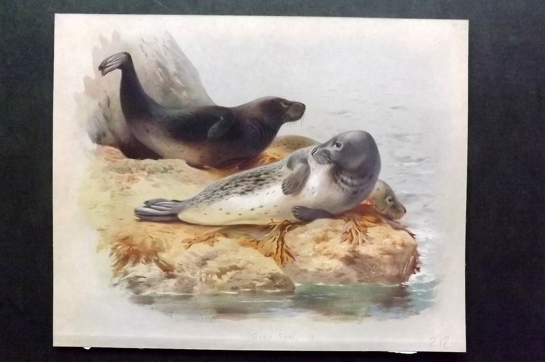 Thorburn, Archibald 1920 Folio Print. Grey Seal 13: Folio Chromolithograph Published 1920-21, London for "British Mammals" by Archibald Thorburn. On Heavy Stock Paper. Rare. This Edition Limited to 500 Copies. Paper Size: 12.5 x 10 inch (32 x 25cm) Ink