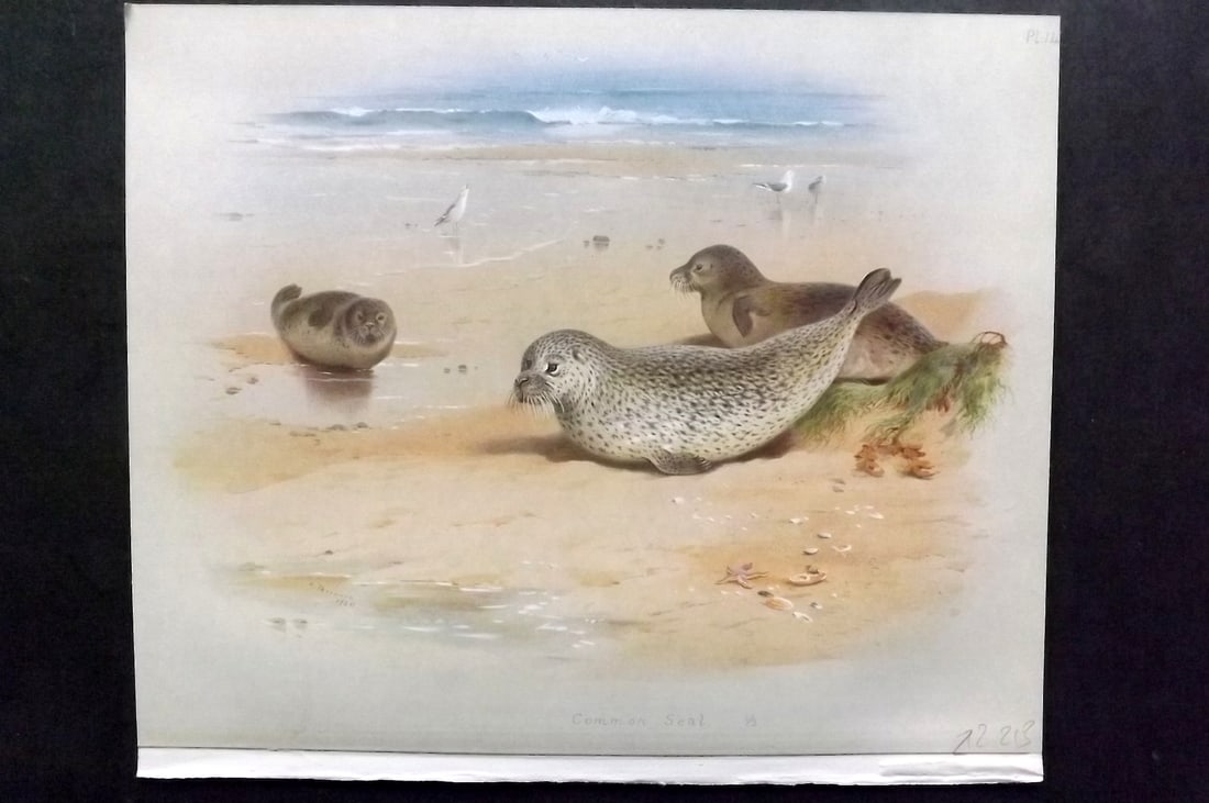 Thorburn, Archibald 1920 Folio Print. Common Seal 14: Folio Chromolithograph Published 1920-21, London for "British Mammals" by Archibald Thorburn. On Heavy Stock Paper. Rare. This Edition Limited to 500 Copies. Paper Size: 12.5 x 10 inch (32 x 25cm) Ink