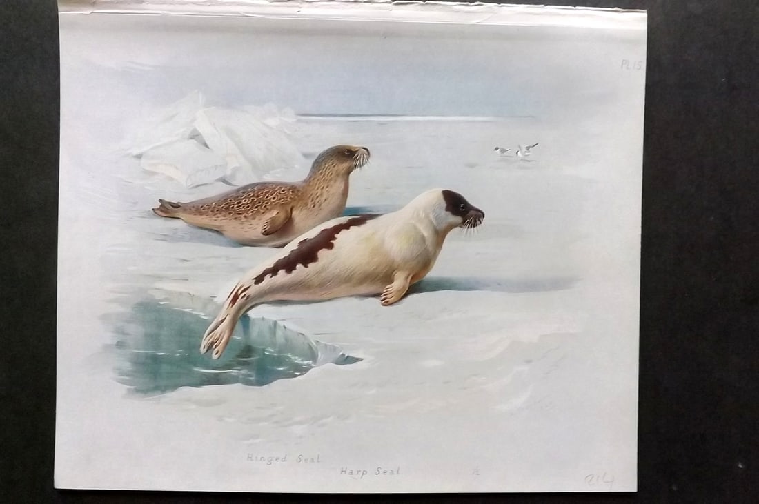 Thorburn, Archibald 1920 Folio Print. Harp Seal 15: Folio Chromolithograph Published 1920-21, London for "British Mammals" by Archibald Thorburn. On Heavy Stock Paper. Rare. This Edition Limited to 500 Copies. Paper Size: 12.5 x 10 inch (32 x 25cm) Ink