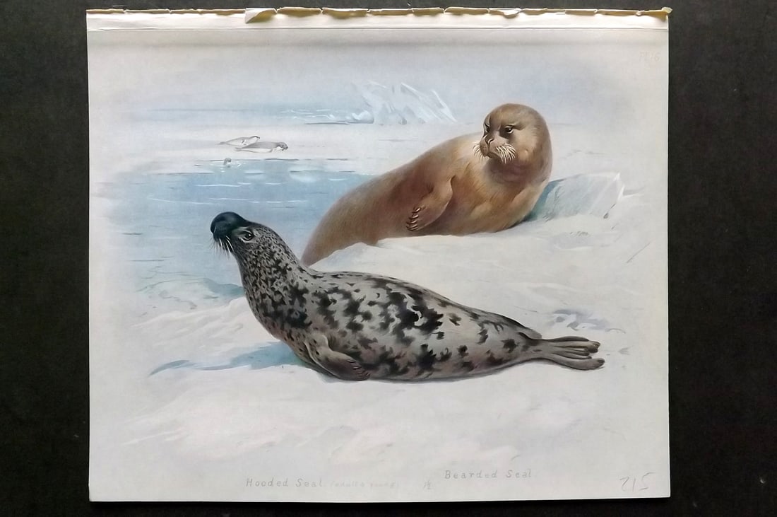 Thorburn, Archibald 1920 Folio Print. Hooded & Bearded Seal 16 (1 of 1)